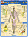 QuickStudy - Nervous System@